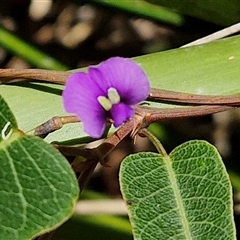 Hardenbergia violacea (False Sarsaparilla) at Carrington Falls, NSW - 26 Oct 2024 by trevorpreston