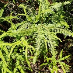 Sticherus lobatus (Spreading Fan Fern) at Carrington Falls, NSW - 26 Oct 2024 by trevorpreston