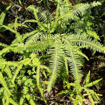 Sticherus lobatus (Spreading Fan Fern) at Carrington Falls, NSW - 26 Oct 2024 by trevorpreston