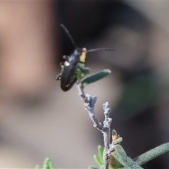 Unidentified Beetle (Coleoptera) at Chiltern, VIC - 26 Oct 2024 by KylieWaldon