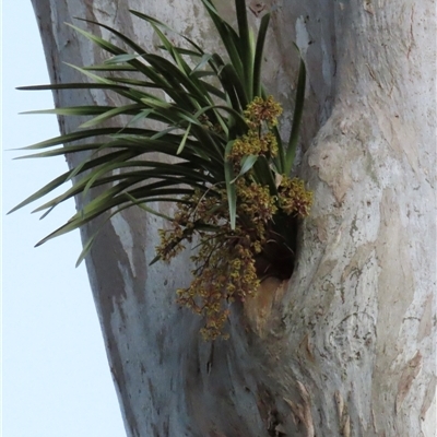 Cymbidium suave (Snake Orchid) at Kangaroo Valley, NSW - 26 Oct 2024 by lbradley