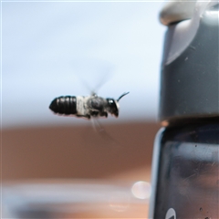 Megachile lucidiventris (Resin bee, Megachilid bee) at Vincentia, NSW - 6 Dec 2020 by PaperbarkNativeBees