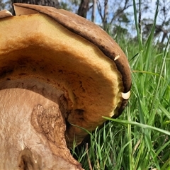 Bolete sp. (Bolete sp.) at Macarthur, VIC - 26 Oct 2024 by MB