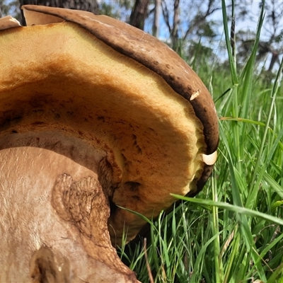 Bolete sp. (Bolete sp.) at Macarthur, VIC - 26 Oct 2024 by MB