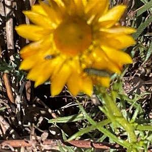 Xerochrysum viscosum at Isaacs, ACT - 26 Oct 2024