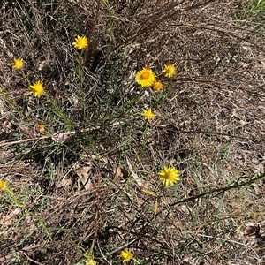 Xerochrysum viscosum at Isaacs, ACT - 26 Oct 2024 03:02 PM