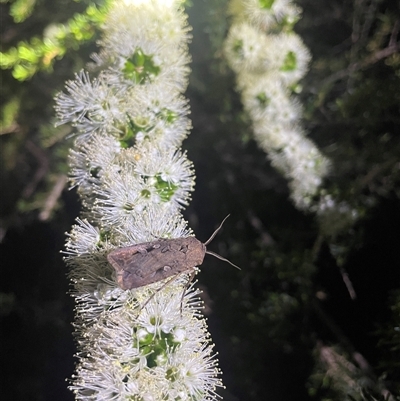 Agrotis infusa (Bogong Moth, Common Cutworm) at Acton, ACT - 24 Oct 2024 by LeahColebrook