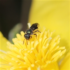 Lasioglossum (Homalictus) urbanum (Furrow Bee) at Vincentia, NSW - 3 Jan 2021 by PaperbarkNativeBees