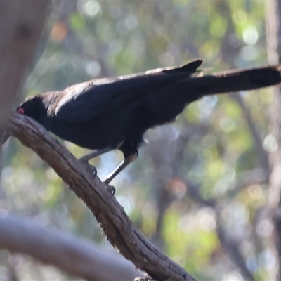 Corcorax melanorhamphos (White-winged Chough) at Chiltern, VIC - 25 Oct 2024 by KylieWaldon