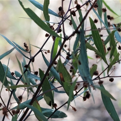 Acacia verniciflua (Varnish Wattle) at Chiltern, VIC - 26 Oct 2024 by KylieWaldon