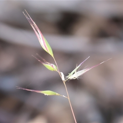 Unverified Grass at Chiltern, VIC - 26 Oct 2024 by KylieWaldon