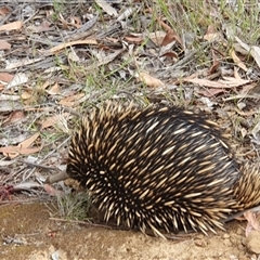 Tachyglossus aculeatus (Short-beaked Echidna) at Penrose, NSW - 25 Oct 2024 by Aussiegall