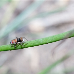 Maratus pavonis at Evatt, ACT - 26 Oct 2024