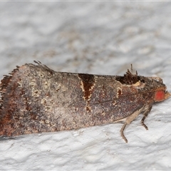 Glyphidoptera insignana (a tufted Tortrix moth) at Melba, ACT - 24 Oct 2024 by kasiaaus