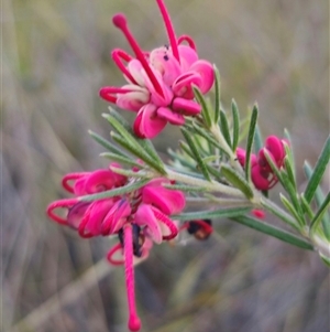 Grevillea sp. at Carwoola, NSW - 26 Oct 2024 07:04 PM