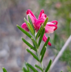 Grevillea sp. at Carwoola, NSW - 26 Oct 2024 07:04 PM