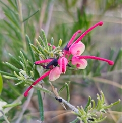 Grevillea sp. at Carwoola, NSW - 26 Oct 2024 07:04 PM