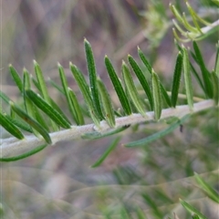 Grevillea sp. at Carwoola, NSW - 26 Oct 2024 07:04 PM