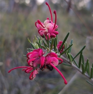 Grevillea sp. at Carwoola, NSW - 26 Oct 2024 07:04 PM