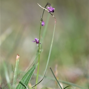 Arthropodium minus at Kowen, ACT - 26 Oct 2024 04:41 PM