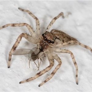 Helpis sp. (genus) at Melba, ACT - 24 Oct 2024