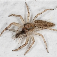 Helpis sp. (genus) at Melba, ACT - 24 Oct 2024