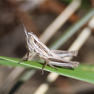 Macrotona australis at Hughes, ACT - 26 Oct 2024 02:29 PM