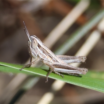 Macrotona australis (Common Macrotona Grasshopper) at Hughes, ACT - 26 Oct 2024 by LisaH