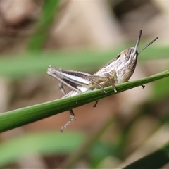 Macrotona australis at Hughes, ACT - 26 Oct 2024 02:29 PM