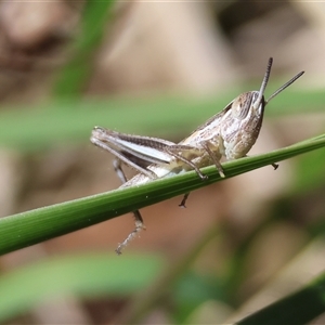 Macrotona australis at Hughes, ACT - 26 Oct 2024 02:29 PM