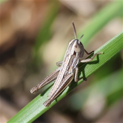 Macrotona australis at Hughes, ACT - 26 Oct 2024 02:29 PM