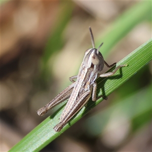 Macrotona australis at Hughes, ACT - 26 Oct 2024 02:29 PM