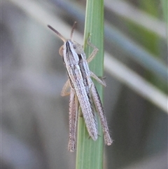 Macrotona australis at Hughes, ACT - 26 Oct 2024 02:29 PM