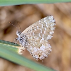 Theclinesthes serpentata (Saltbush Blue) at Hughes, ACT - 26 Oct 2024 by LisaH