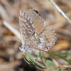 Theclinesthes serpentata at Hughes, ACT - 26 Oct 2024 02:35 PM