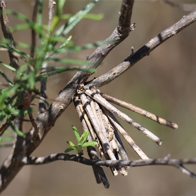 Unidentified Case moth (Psychidae) at Hughes, ACT - 26 Oct 2024 by LisaH