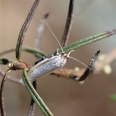 Philobota mathematica group undescribed species. at Deakin, ACT - 26 Oct 2024 by LisaH