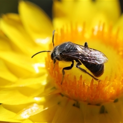 Lasioglossum (Chilalictus) lanarium (Halictid bee) at Deakin, ACT - 26 Oct 2024 by LisaH