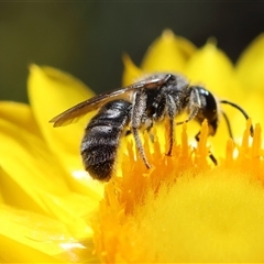 Lasioglossum (Chilalictus) lanarium at Deakin, ACT - 26 Oct 2024