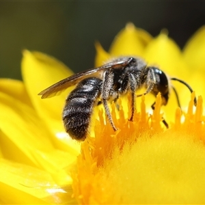 Lasioglossum (Chilalictus) lanarium at Deakin, ACT - 26 Oct 2024