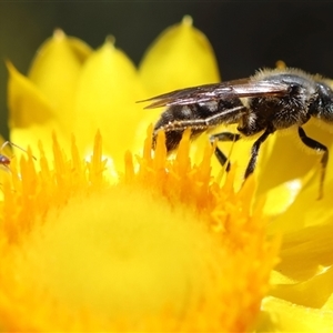 Lasioglossum (Chilalictus) lanarium at Deakin, ACT - 26 Oct 2024