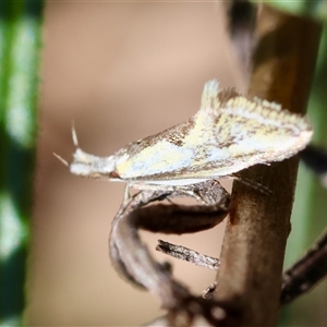 Thema macroscia at Hughes, ACT - 26 Oct 2024 02:48 PM