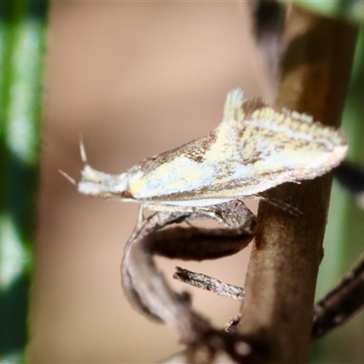 Thema macroscia (A concealer moth) at Hughes, ACT - 26 Oct 2024 by LisaH