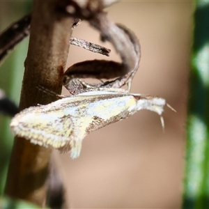 Thema macroscia at Hughes, ACT - 26 Oct 2024 02:48 PM