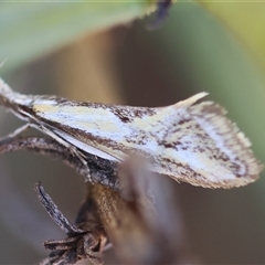 Thema macroscia at Hughes, ACT - 26 Oct 2024 02:48 PM