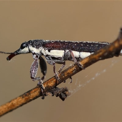 Rhinotia sparsa (A belid weevil) at Deakin, ACT - 26 Oct 2024 by LisaH