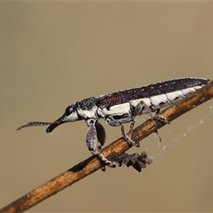 Rhinotia sparsa at Deakin, ACT - 26 Oct 2024