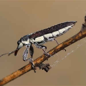 Rhinotia sparsa at Deakin, ACT - 26 Oct 2024