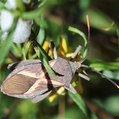 Mictis profana (Crusader Bug) at Hughes, ACT - 26 Oct 2024 by LisaH