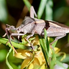 Mictis profana at Hughes, ACT - 26 Oct 2024 03:00 PM